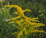 Solidago canadensis