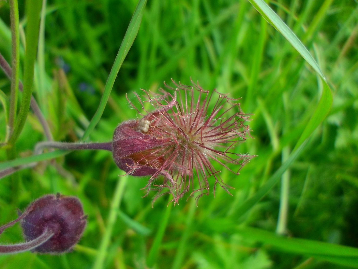 Image of Geum rivale specimen.