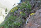 Bupleurum polyphyllum