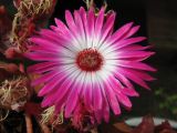 Dorotheanthus bellidiformis