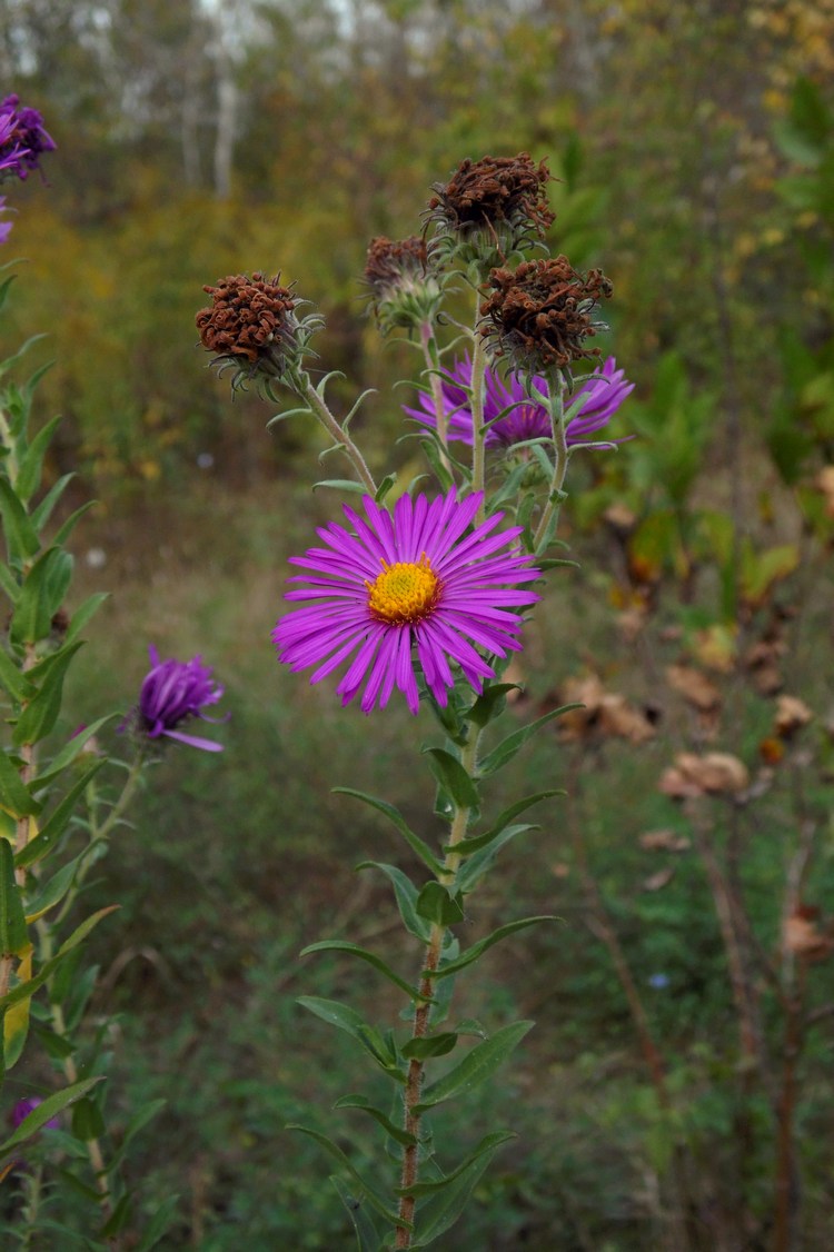 Изображение особи Symphyotrichum novae-angliae.