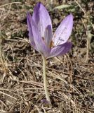 Colchicum chalcedonicum