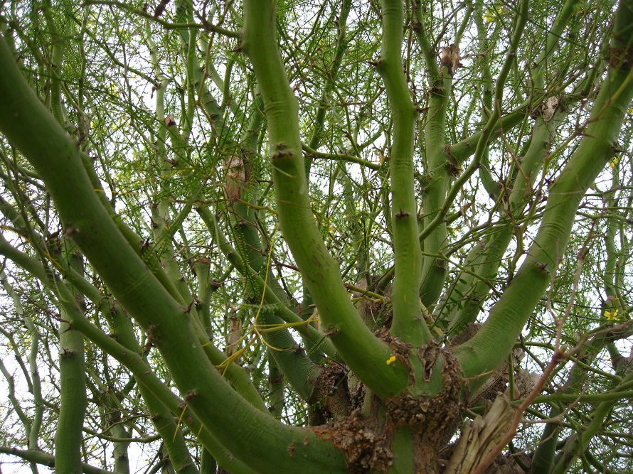 Image of Parkinsonia aculeata specimen.