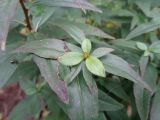 Oenothera pilosella