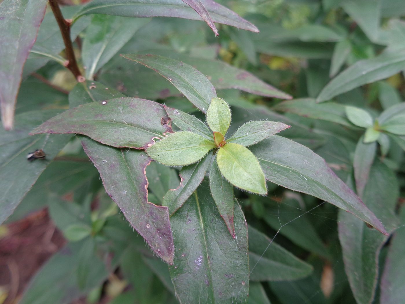 Image of Oenothera pilosella specimen.