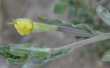 Oenothera indecora