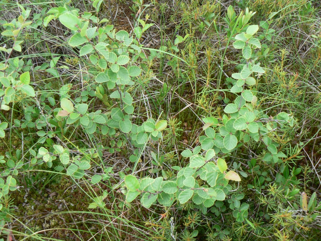 Image of Betula ovalifolia specimen.