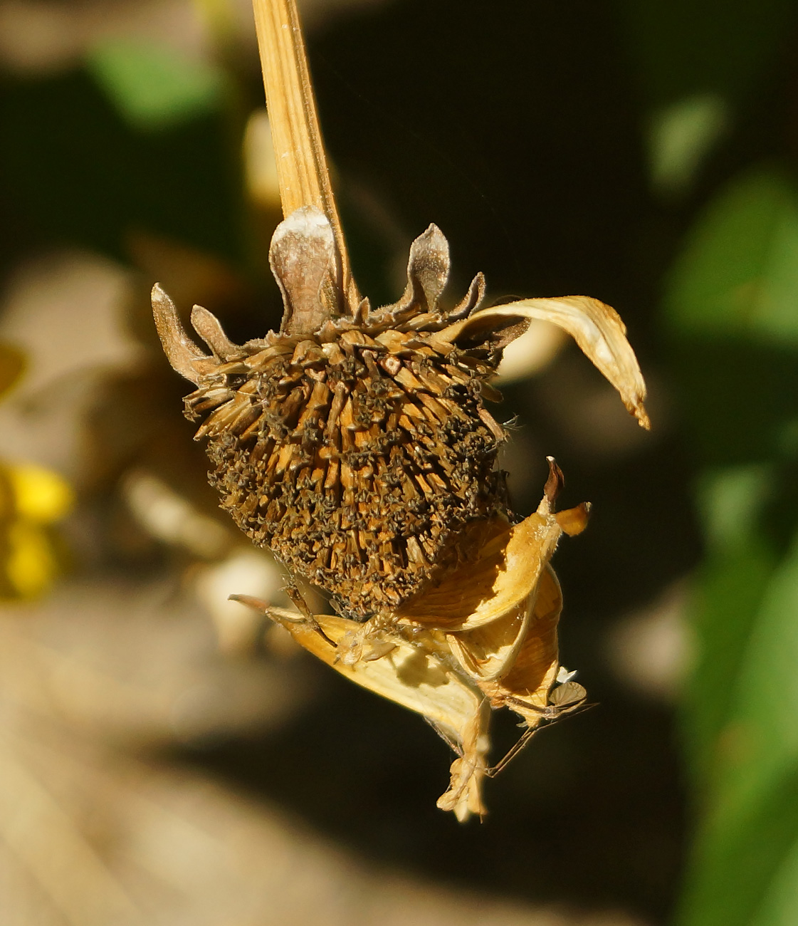 Изображение особи Heliopsis helianthoides ssp. scabra.