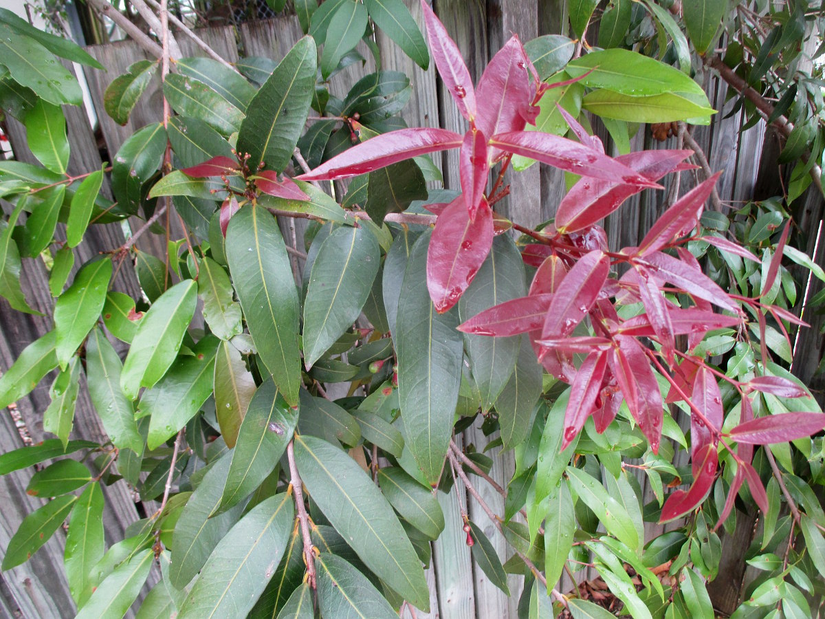 Image of Syzygium jambos specimen.