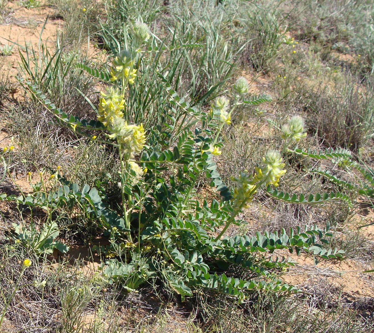 Image of Astragalus vulpinus specimen.