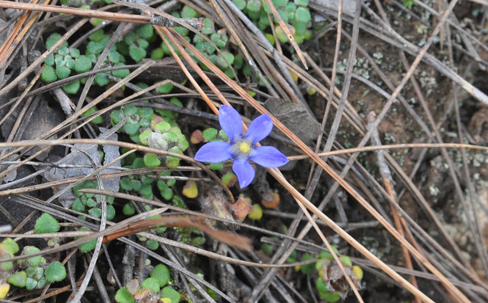 Изображение особи Cyananthus delavayi.