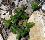 Potentilla jacutica. Розетка прикорневых листьев. Якутия, Алданский р-н, левый берег р. Алдан в 6 км выше г. Томмот, щебнистый склон. 27.06.2016.