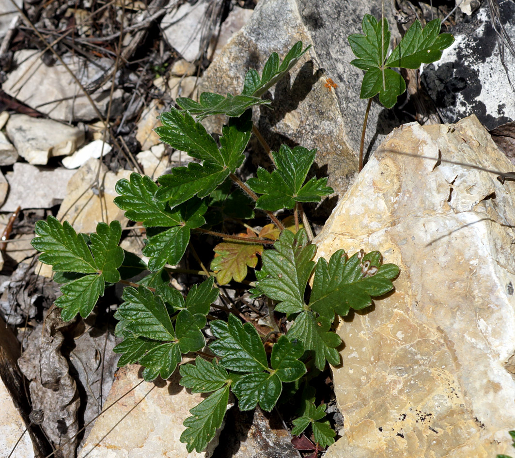 Image of Potentilla jacutica specimen.