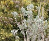 Lavandula angustifolia
