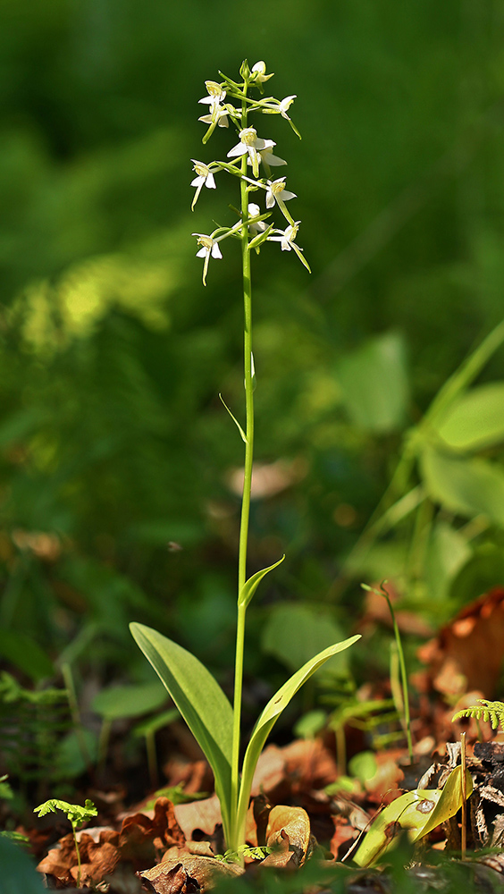 Изображение особи Platanthera × mixta.