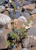 Schizonepeta annua