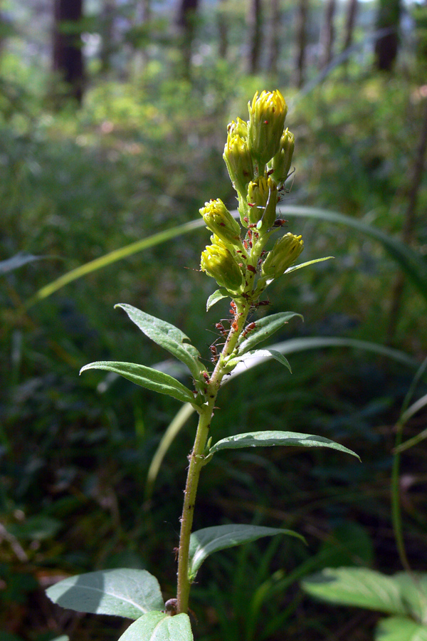 Image of Solidago virgaurea specimen.