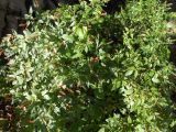 Rivina humilis. Цветущие и плодоносящие растения. Австралия, г. Брисбен, одичавшее. 03.01.2018.