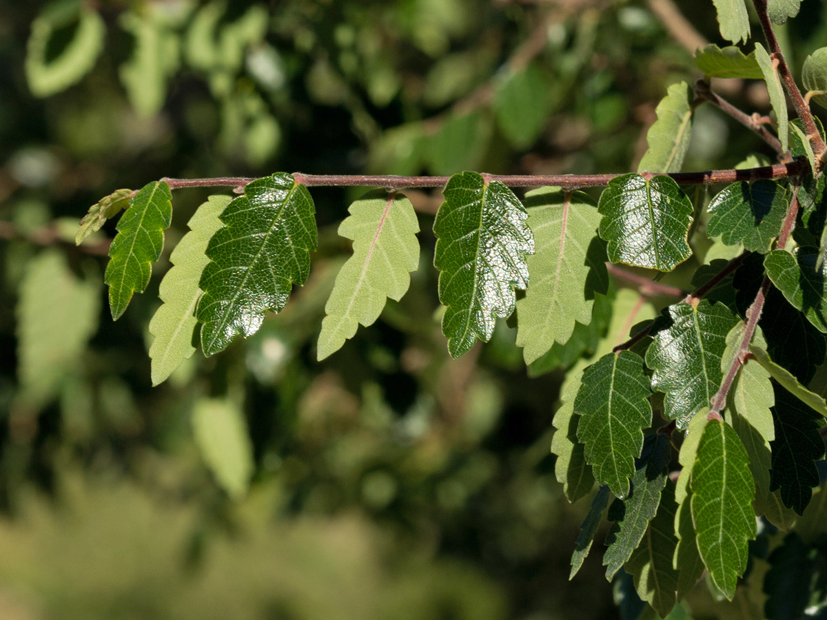 Изображение особи Zelkova abelicea.