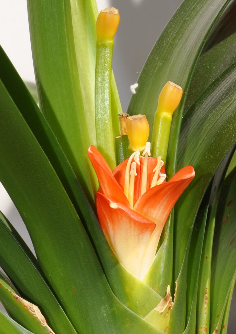 Image of Clivia miniata specimen.