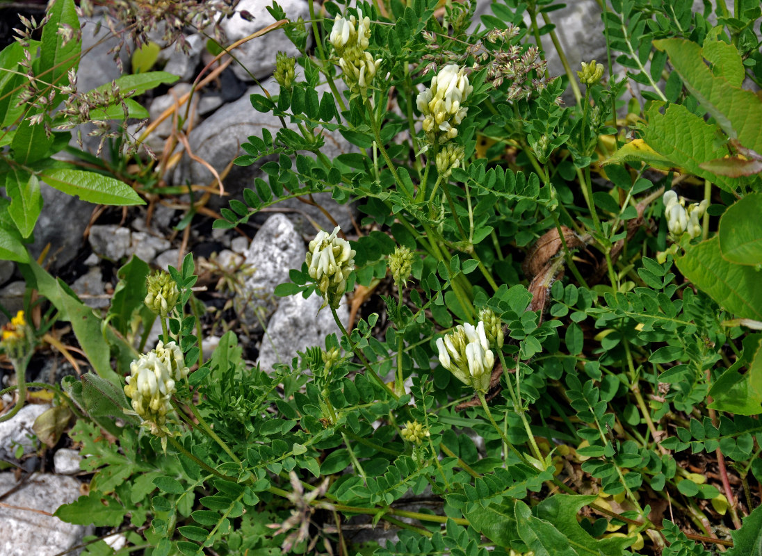 Image of Astragalus freynii specimen.