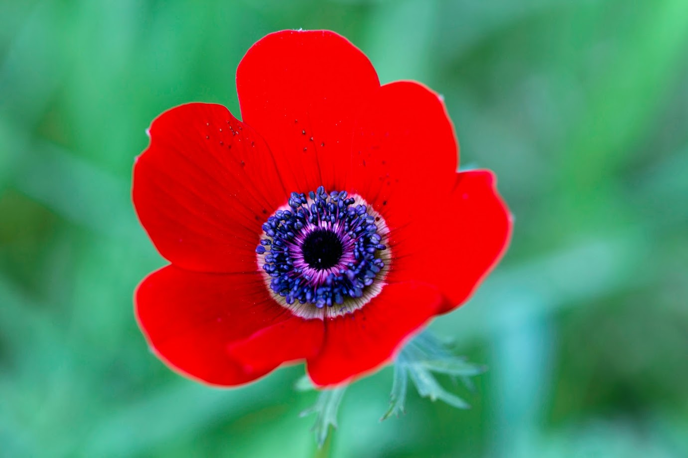 Изображение особи Anemone coronaria.