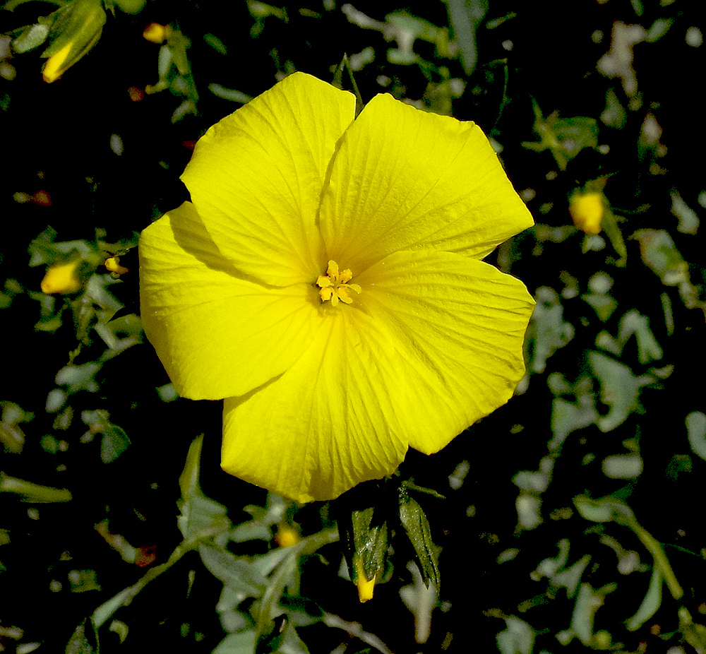 Image of Linum tauricum specimen.