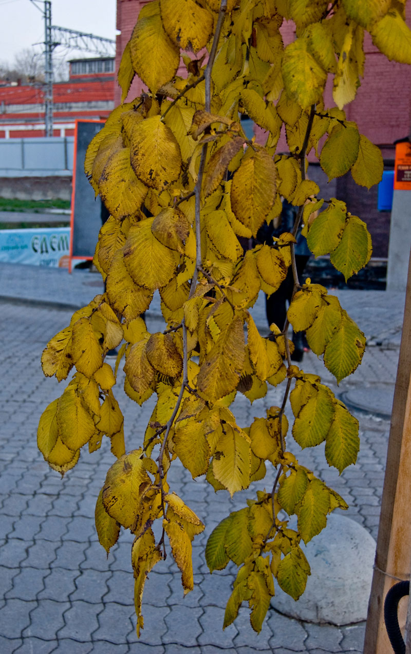 Изображение особи Ulmus glabra.