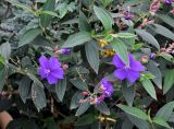 Tibouchina lepidota. Верхушки побегов с цветками. Малайзия, о-в Пенанг, г. Джорджтаун, в культуре. 07.05.2017.