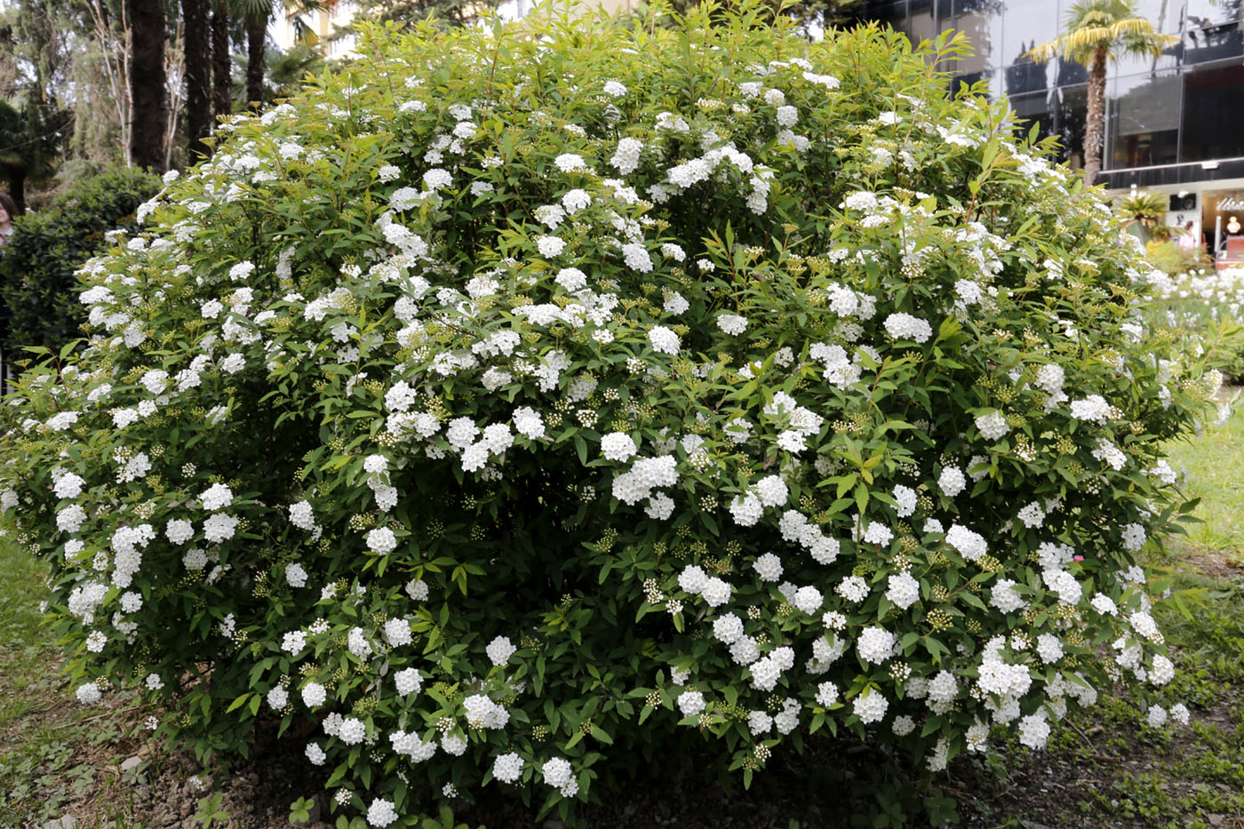 Image of Spiraea cantoniensis specimen.