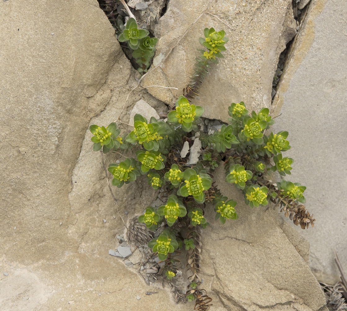 Image of Cruciata laevipes specimen.