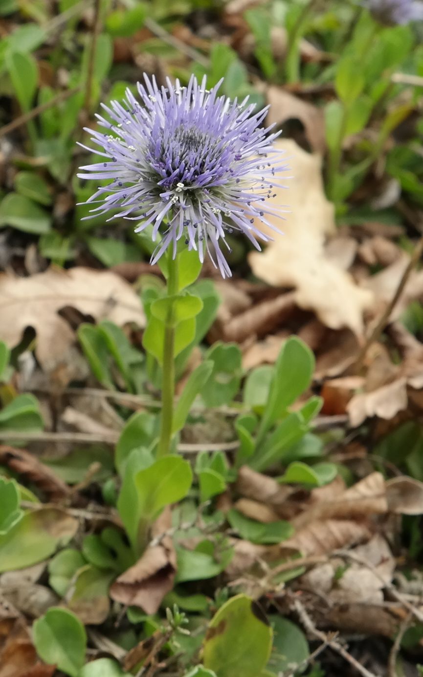 Image of Globularia trichosantha specimen.