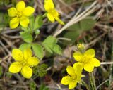 Waldsteinia ternata subspecies maximowicziana. Цветки. Хабаровский край, на границе Комсомольского и Солнечного р-нов, вдоль дороги. 16.05.2008.