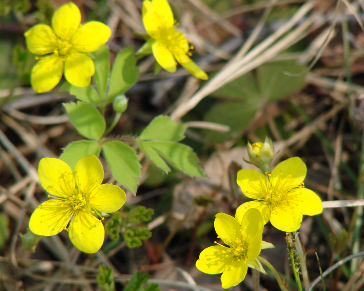 Image of Waldsteinia ternata ssp. maximowicziana specimen.