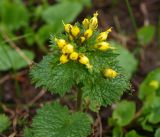 Scrophularia chrysantha