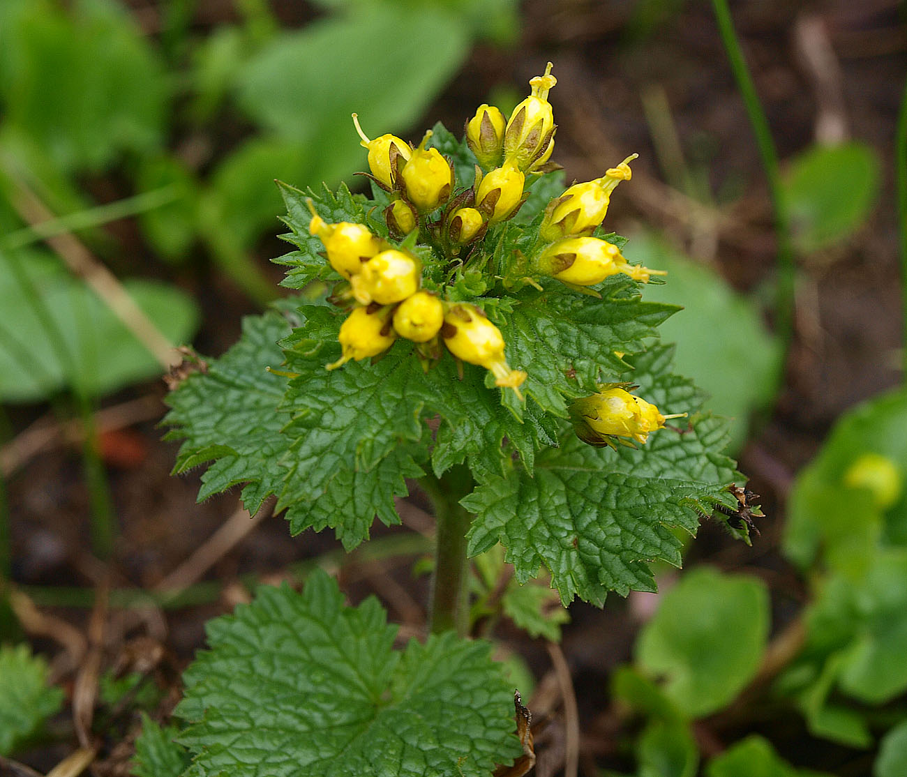 Изображение особи Scrophularia chrysantha.