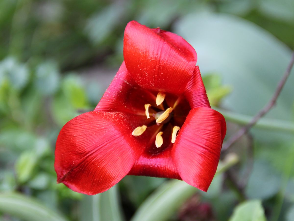 Изображение особи Tulipa butkovii.