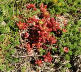 Sedum rubrotinctum