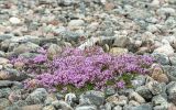 Thymus subarcticus