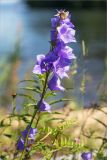 Campanula persicifolia. Верхушка цветущего растения. Карелия, Заонежье, о. Сал, разнотравный прибрежный луг. 28.07.2017.