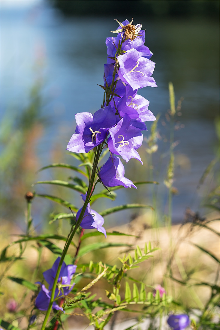 Image of Campanula persicifolia specimen.