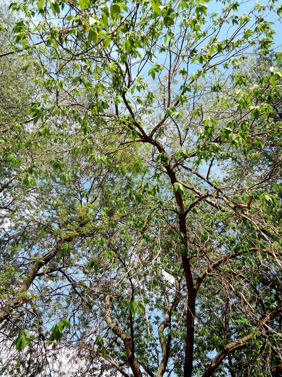 Image of Acer negundo specimen.