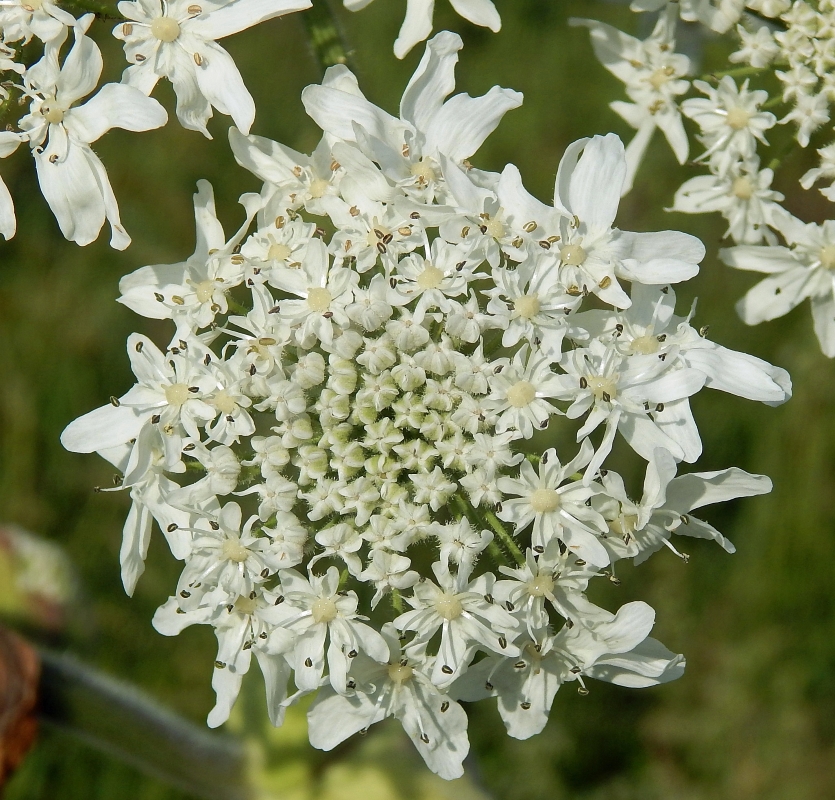 Изображение особи Heracleum sosnowskyi.