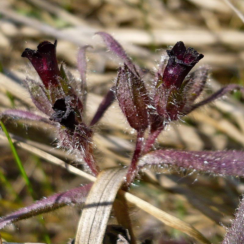 Image of Nonea rossica specimen.