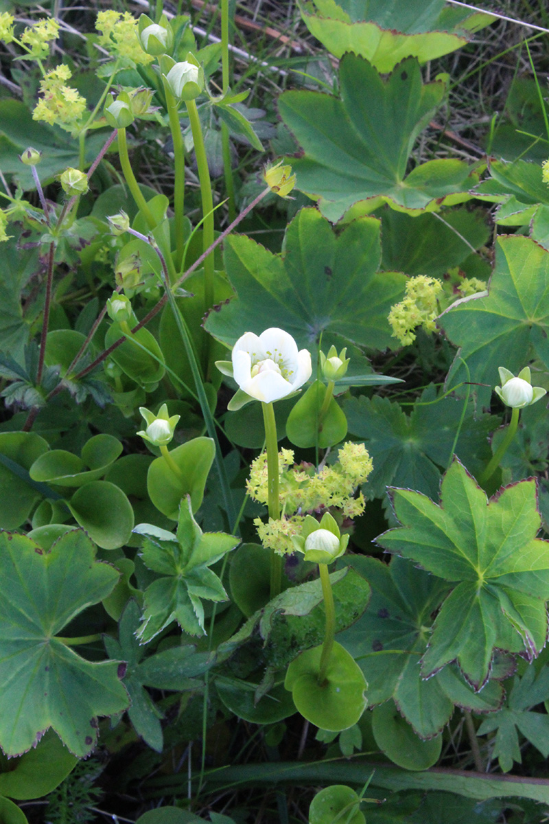 Image of Parnassia palustris specimen.