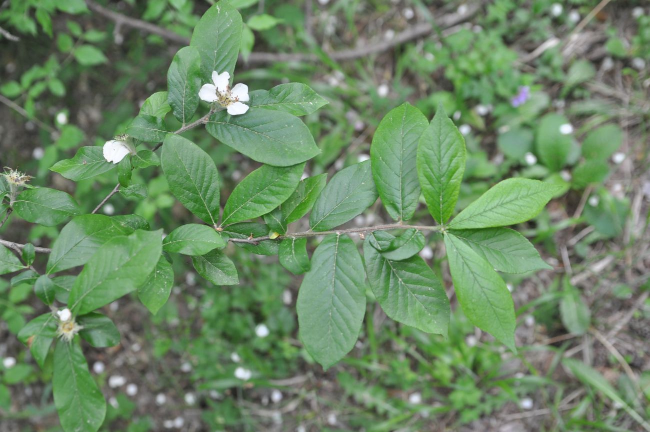 Image of Mespilus germanica specimen.