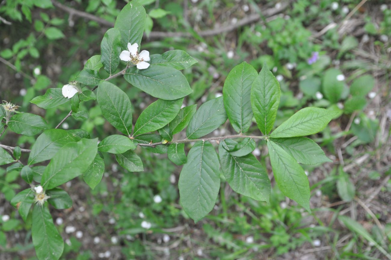 Изображение особи Mespilus germanica.