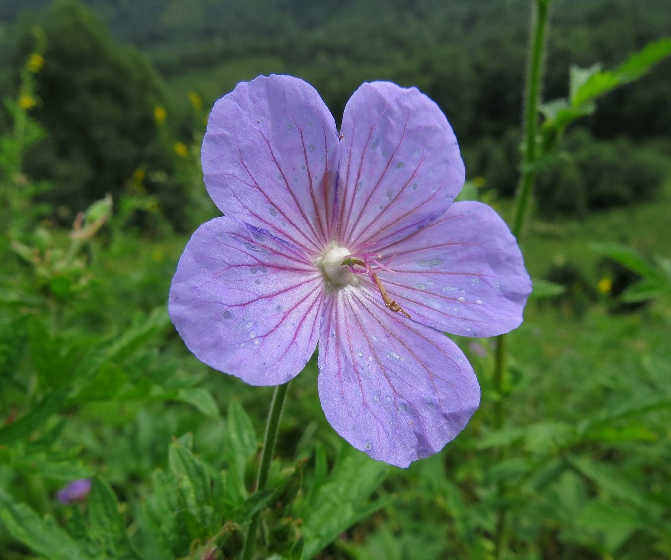 Изображение особи Geranium pratense.