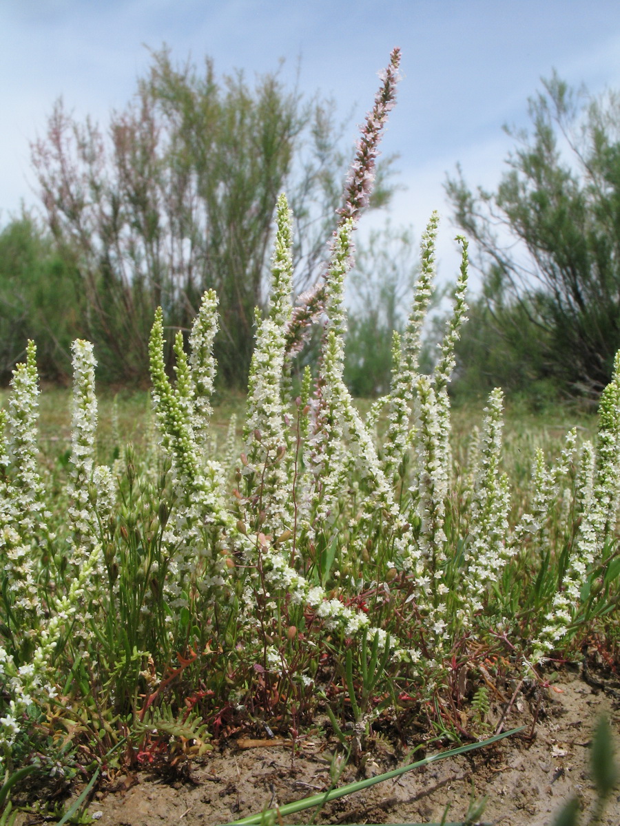 Изображение особи Psylliostachys leptostachya.