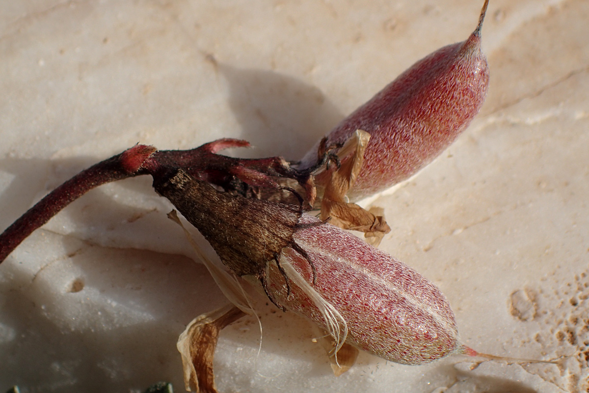 Image of Astragalus spruneri specimen.